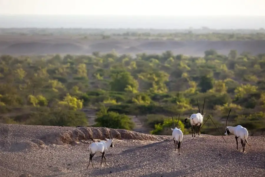 Arabian oryx on a hillside