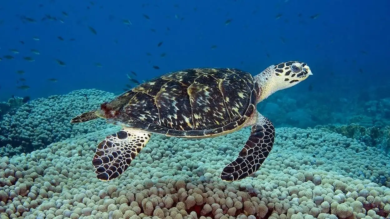 Sea turtle in ocean