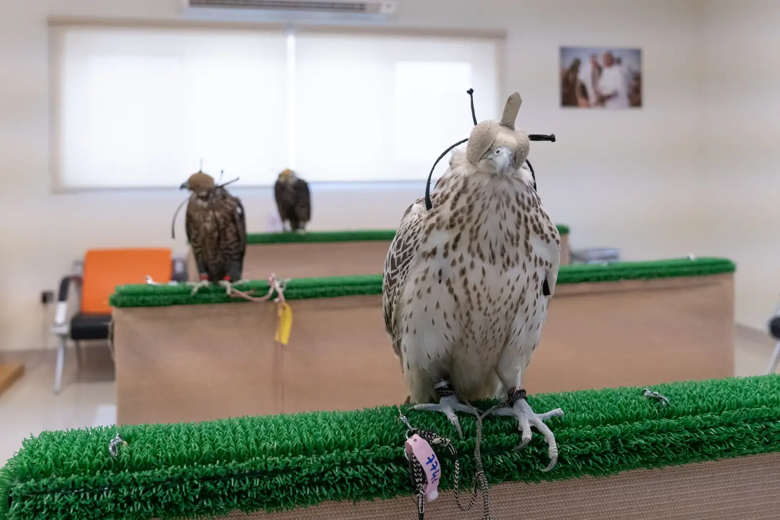 E conservation program helps save endangered species