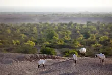 Arabian oryx on a hillside