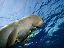 Dugong preservation efforts